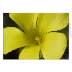 Cartão amarelo da flor