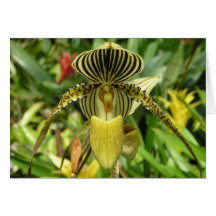 Cartão amarelo da flor da orquídea