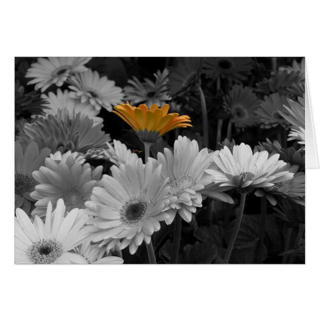 Cartão amarelo da margarida (Frente Horizontal)