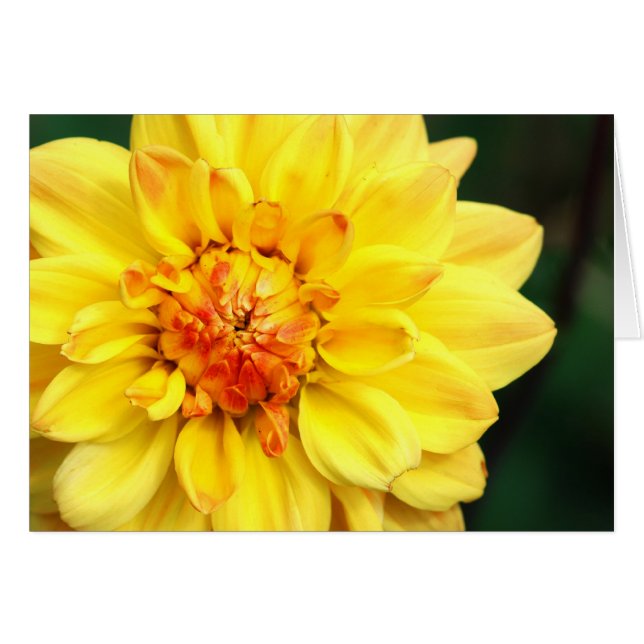 Cartão Amarelo Dahlia (Frente Horizontal)