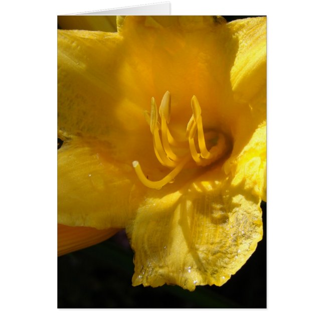 Cartão Amarelo Daylily (Frente)