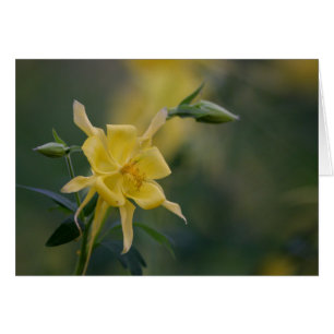 Cartão amarelo do bom dia