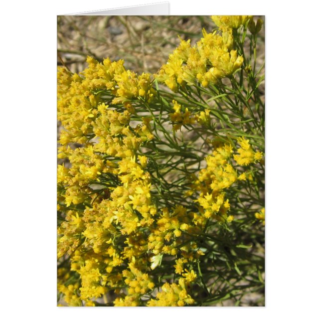 Cartão amarelo do Wildflower da pradaria (Frente)