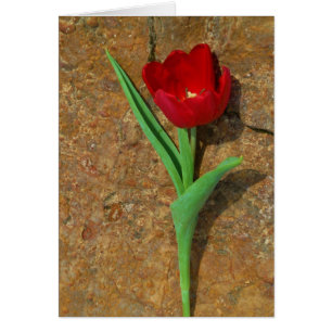 Cartão amarelo e Red Tulip