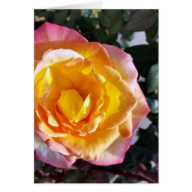 Cartão amarelo e rosa (Frente)