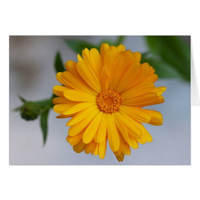 Cartão Amarelo Gerbera Daisy Wildflower (Frente horizontal)