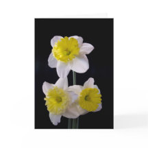 Amarelo no Dia de as mães de Daffodilo Branco