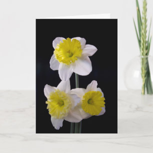 Cartão Amarelo no Dia de as mães de Daffodilo Branco