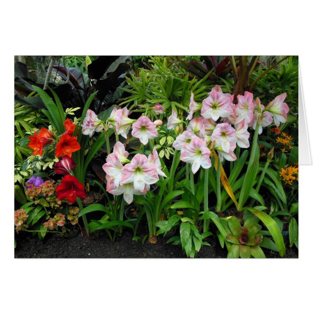 Cartão Amaryllis (Frente Horizontal)