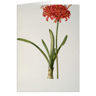 Cartão Amaryllis Curvifolia, 1809, do ` Les