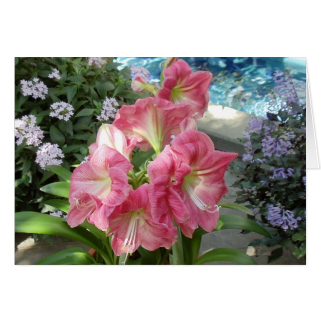 Cartão Amaryllis, jardim botânico nacional, Washington, (Frente Horizontal)