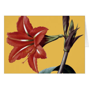 Cartão Amaryllis listrado