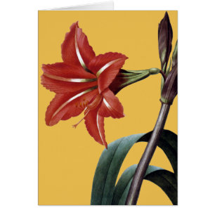 Cartão Amaryllis listrado