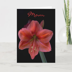 Cartão Amaryllis on Black Mother's Day