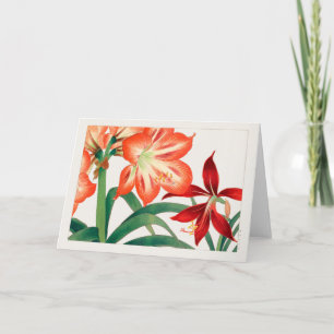 Cartão Amaryllis por Tanigami Konan