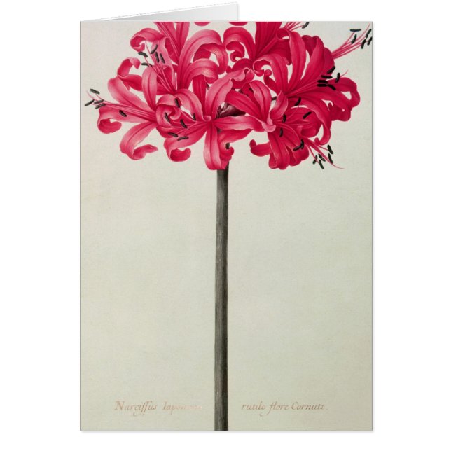 Cartão Amaryllis Sarniensis, ou narciso (Frente)
