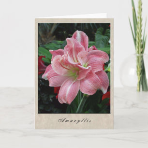 Cartão Amaryllis - série floral