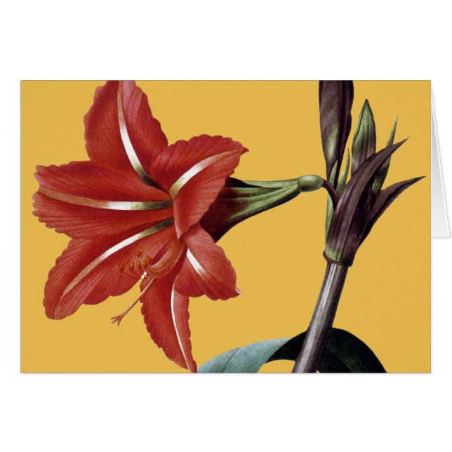 Cartão Amaryllis Striped (Frente horizontal)