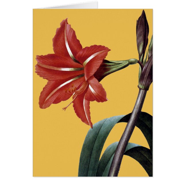 Cartão Amaryllis Striped (Frente)