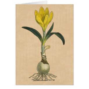 Cartão Amaryllis Tulip Botanical Garden Flower