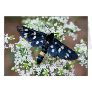 Cartão Amata phegea