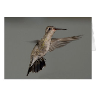 Cartão Amazilia rutila - Canela Hummingbird