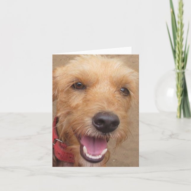 Cartão Amazon Humane Society "Pedro" Note Card (Frente)