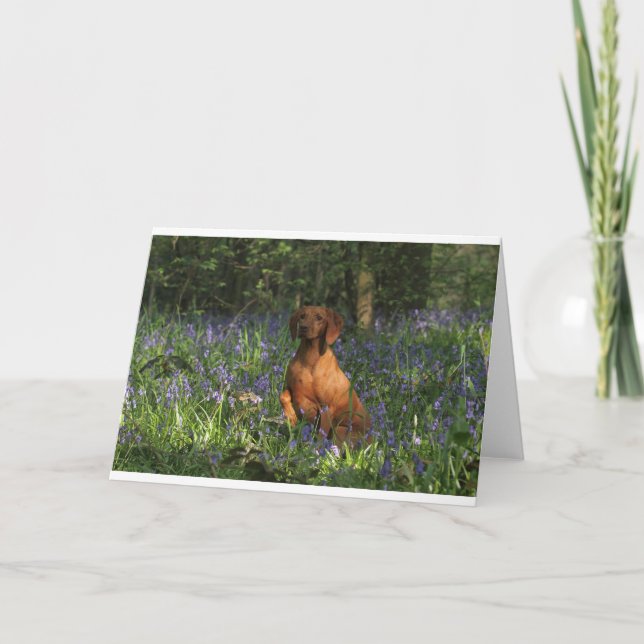 Cartão Amber (Frente)