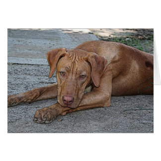 Cartão Amber Eyed Boy