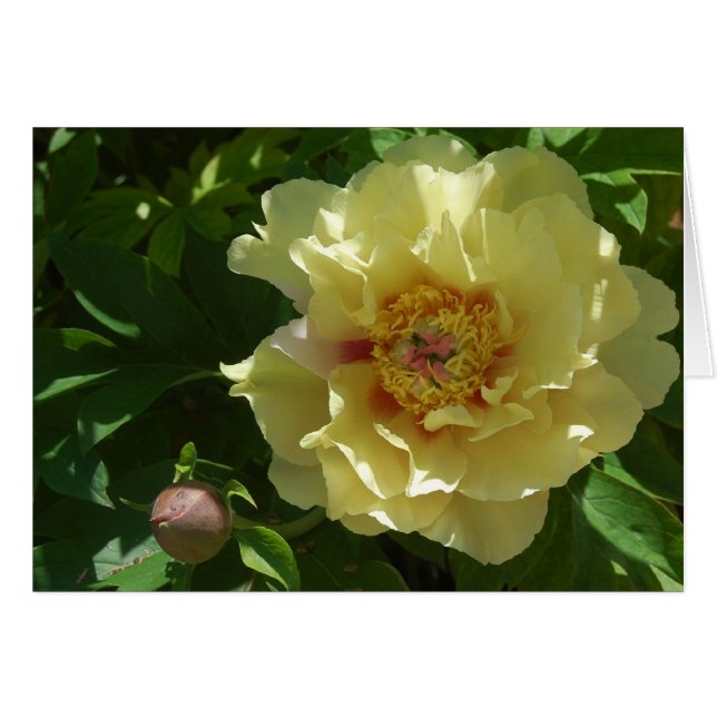 Cartão Ambição Amarela (Frente Horizontal)