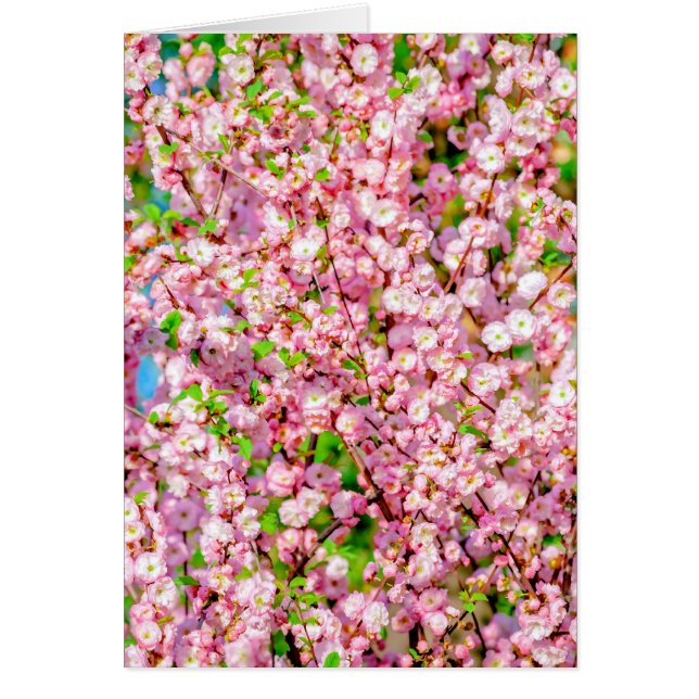 Cartão Ameixa de Flor (Frente)