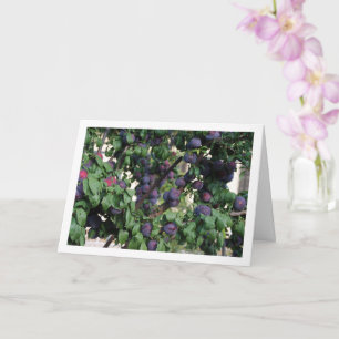 Cartão Ameixas roxas na árvore