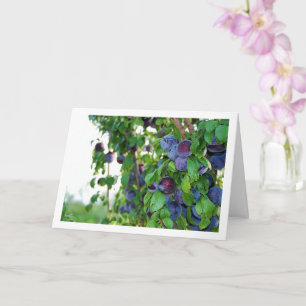 Cartão Ameixas roxas na árvore