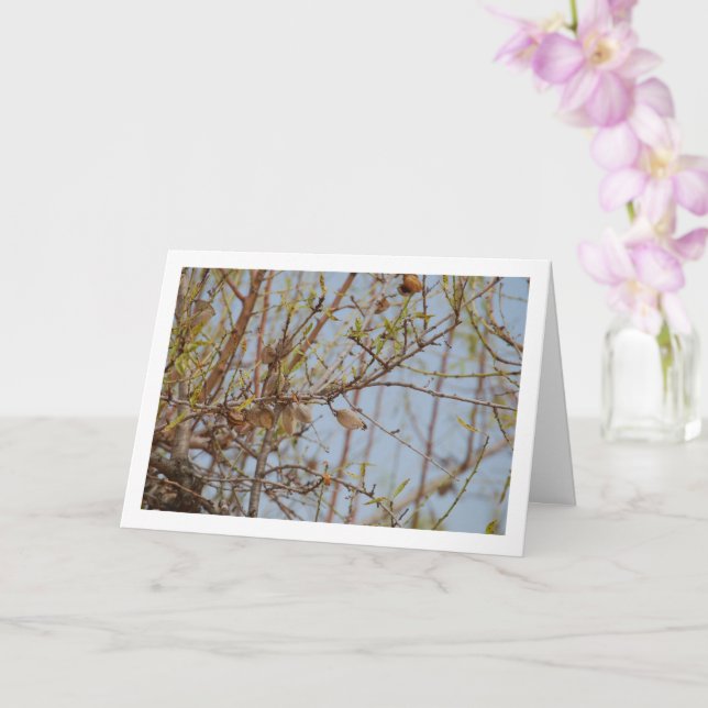 Cartão Amêndoas na Ramificação (Orquídea)