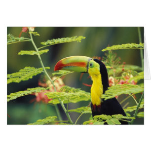 Cartão América Central, Honduras. Tucano-de-bico-preto