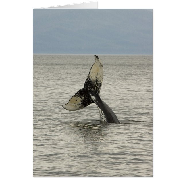 Cartão América do Norte, EUA, AK, Dentro Passage. Humpbac (Frente)