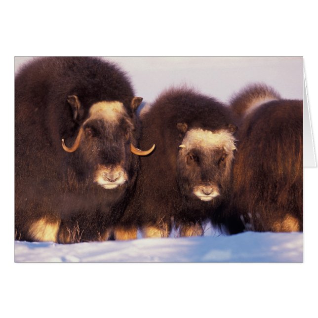 Cartão América do Norte, EUA, Alasca, Círculo Ártico (Frente Horizontal)