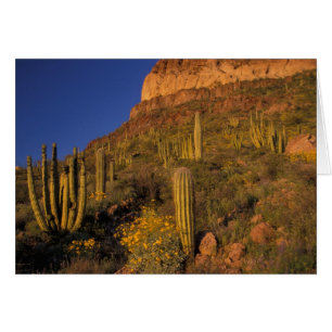 Cartão América do Norte, EUA, Arizona, Organ Pipe Cactus