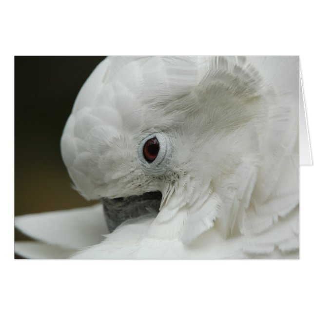 Cartão América do Norte, EUA, Flórida, Rua. Agostinho (Frente Horizontal)