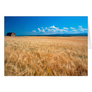 Cartão América do Norte, EUA, Idaho. Campo de cevada em