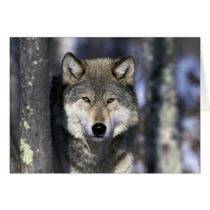 Cartão América do Norte, EUA, Minnesota. Lobo Canis