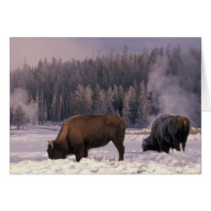 Cartão América do Norte, EUA, Wyoming, Parque Nacional Ye