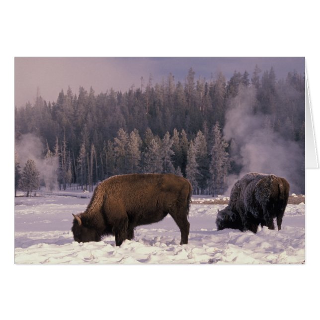 Cartão América do Norte, EUA, Wyoming, Yellowstone NP, (Frente Horizontal)