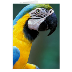 Cartão América do Sul, Brasil, Parque Nacional do Iguaçu,