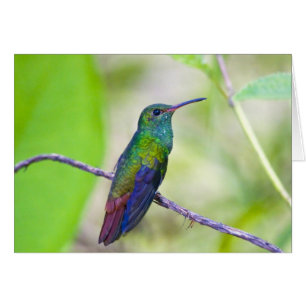 Cartão América do Sul, Costa Rica, Sarapiqui, La Selva