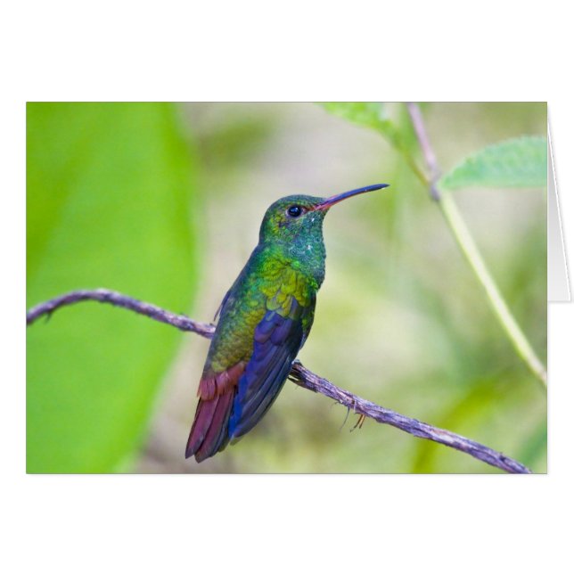 Cartão América do Sul, Costa Rica, Sarapiqui, La Selva (Frente Horizontal)