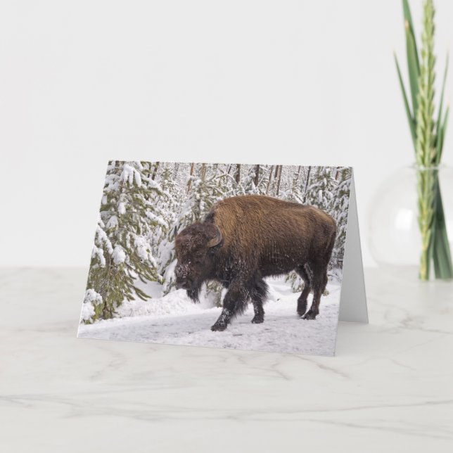 Cartão American Bison (Bison bison) Card (Frente)