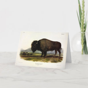 Cartão American Bison, ou Buffalo (Bison bison) - Audubon