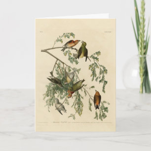 Cartão American Crossbill of the Audubon's Birds of Ameri