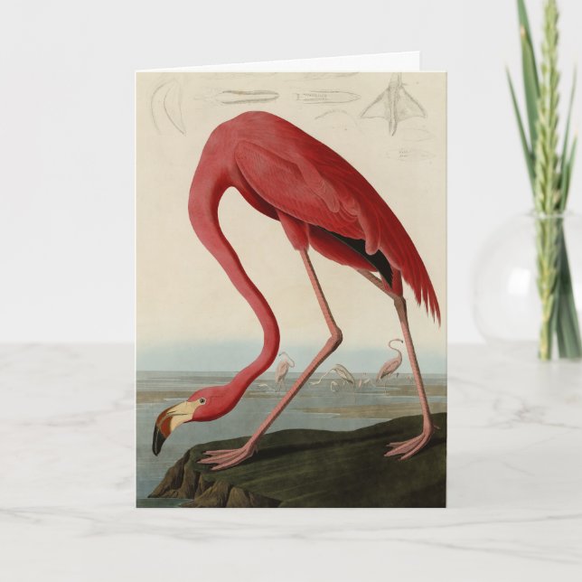 Cartão American Flamingo, das Aves da América de Audubon (Frente)